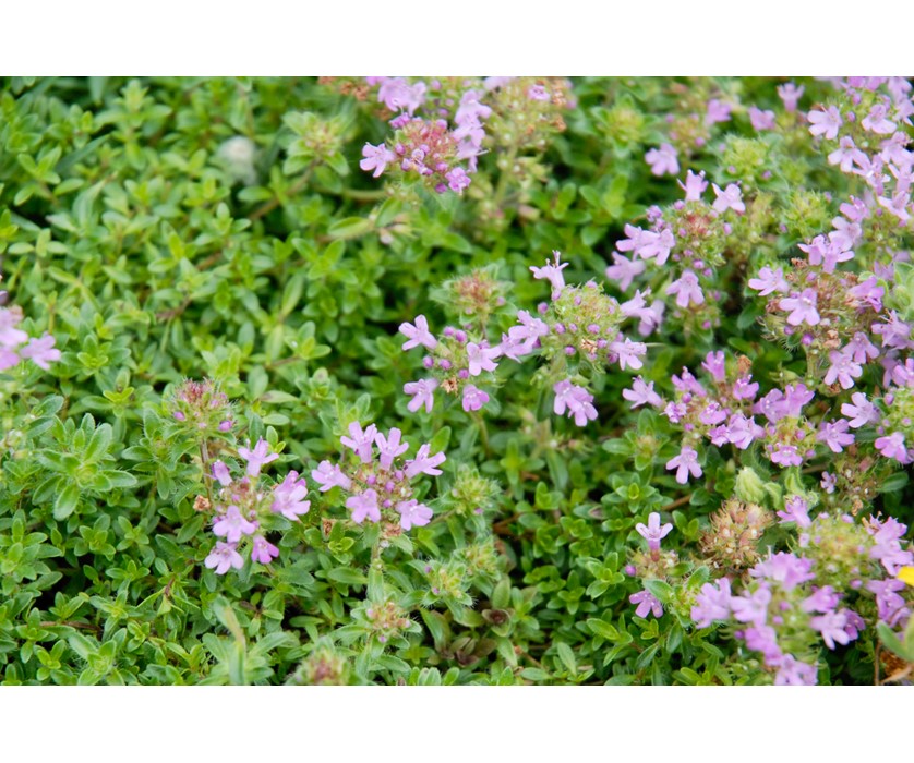 Pink Chintz Thyme